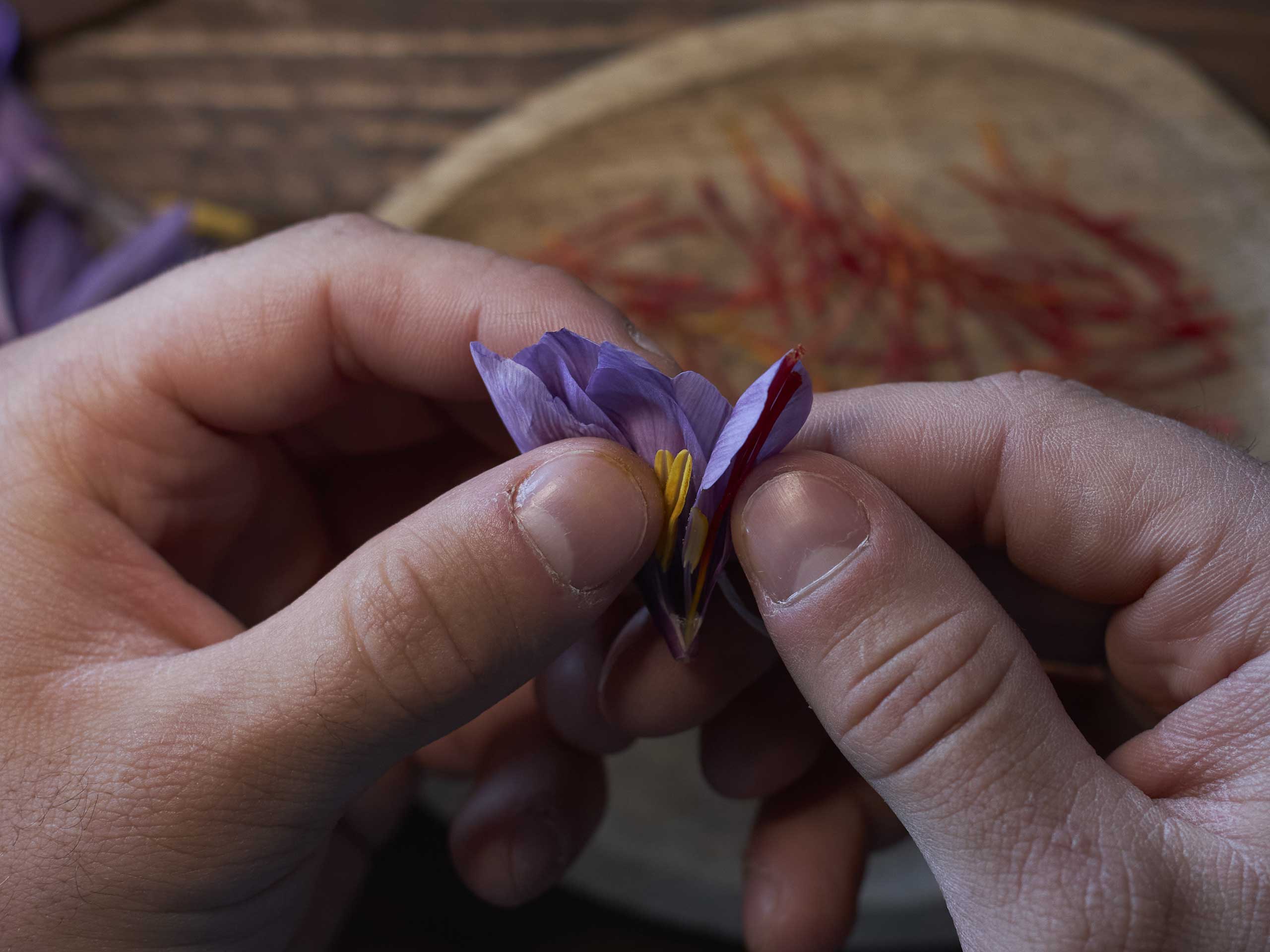 zafferano-11